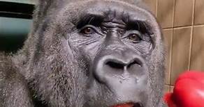 ¿Por qué los gorilas le tienen miedo al agua? 🤔