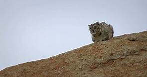 Un leopardo de las nieves defiende su comida de los carroñeros | National Geographic España
