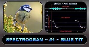 SPECTROGRAM #1 BLUE TIT – An aid to understanding and visualising birdsong