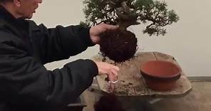 Bonsai Tree Repotting Tutorial | Peter Chan