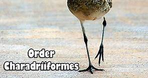 Order Charadriiformes | Shorebirds Charactertistics | Bird Species