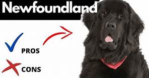 Newfoundland Dog Pros And Cons | Should You REALLY Get A NEWFOUNDLAND?