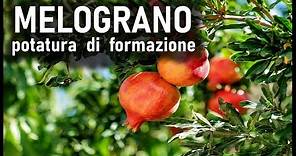 POTATURA FORMAZIONE MELOGRANO