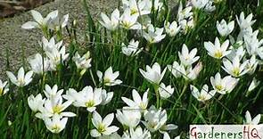 Zephyranthes Plant Growing Guide (Rain lily / Zephyr Lily)