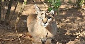 Born Free Caracals return to the wild