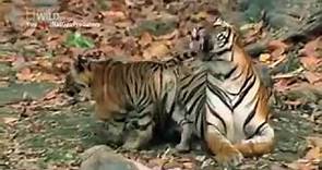 American Tiger National Geographic HD