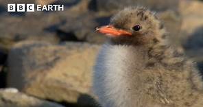 Arctic Tern Chick vs Polar Bear | Seasonal Wonderlands | BBC Earth