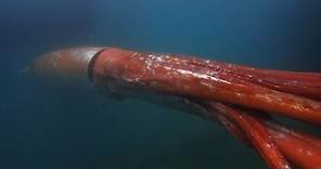 Calamar gigante deja boquiabiertos a japoneses