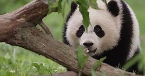 Training an Unbelievably Adorable Panda