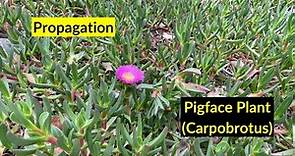 How to propagate pigface plant (Carpobrotus)