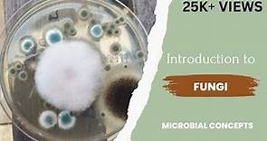 Introduction to fungi | Fungus | Theory | Microbiology | Mycology | Study of fungi