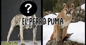 EL PERRO PUMA - Cimarrón Uruguayo | JuanesRFC_DogsTV
