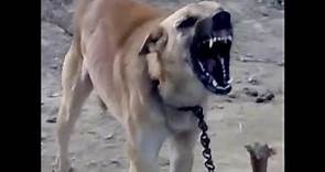 Cani arrabbiati che abbaiano compilation | Cane cattivo arrabbiato abbaia furioso da combattimento