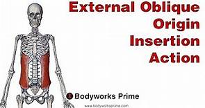 External Oblique Anatomy: Origin Insertion & Action
