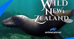 Wild New Zealand Season 1 Episode 1 Wild New Zealand