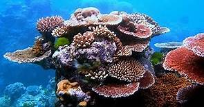 Facts: Corals and Coral Reefs