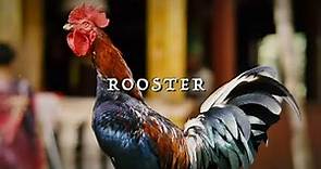 JJ Grey & Mofro - Rooster (Official Lyric Video)