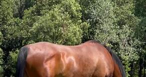 Caballo caballo marron :elegancia en cuatro patas | El Universo De Mayka