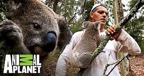 Koala intenta subir en Frank | Wild Frank: Tras la evolución de las especies | Animal Planet