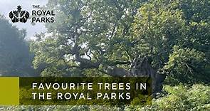Favourite trees in Kensington Gardens