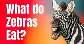 What do Zebras Eat - Zebra Diet in the Wild and Captivity
