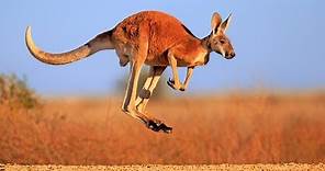 Kangaroo - Australian Kangaroos Documentary (Kangaroo Life)