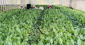 全聯推「平價有機蔬菜」農場曝光！預計提供超過100種蔬果 | ETtoday消費新聞 | ETtoday新聞雲