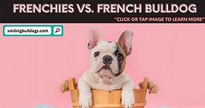 Frenchies Vs. French Bulldog: What's The Difference? - Smiling Bulldogs