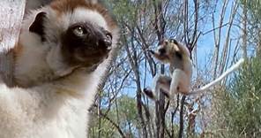 Sifaka Lemurs Jumping Around | Attenborough | BBC Earth