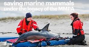 Protecting marine mammals under the 50 year legacy of the MMPA