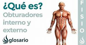 Músculos OBTURADORES | Qué son, ubicación, origen, inserción, función y lesiones