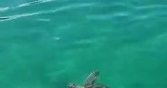 World Sea Turtle Day in Destin-Fort Walton Beach