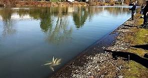 Alton Baker Canal Fishing - Eugene