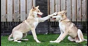 Malice - Saarloos Wolfdog