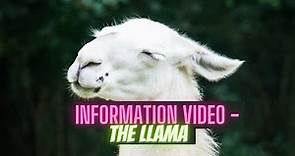 The Llama - Information video - Everything you need to know!