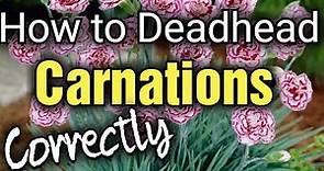 How to Care and Deadhead Carnations or Dianthus for Beginners