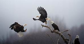 National Geographic unveils Pictures of the Year Photo Contest winners