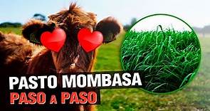 Pasto Mombasa (Panicum Maximum) - El ganado LO ADORA ! 🐮
