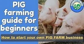 PIG FARMING guide for beginners: How to start your own PIG farm business