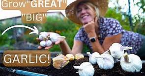 Planting Garlic in the Fall for BIGGEST Bulbs Step-by-Step Guide