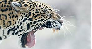 Qué Pasa con los Jaguares