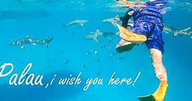 帛琉鯊魚城：第一次與鯊魚共舞，見證海洋生態之美 - 愛旅誌