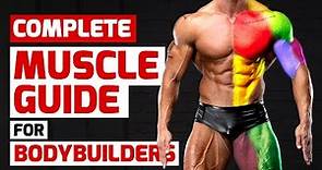 Complete Muscle Guide for Bodybuilders