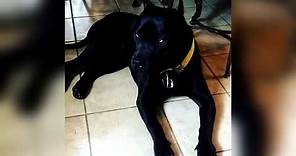 Pitbull Negro, Black Pitbull