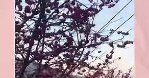 2021拉拉山櫻花季🌸 開跑囉‼️#八重櫻