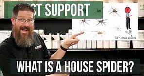 What is a House Spider? | Pest Support