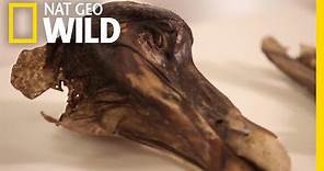 This Famous Dodo Didn't Just Die—It Was Murdered | Nat Geo Wild