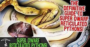 SUPER DWARF RETICULATED PYTHONS WITH REACH OUT REPTILES! (the definitive SD retic guide)