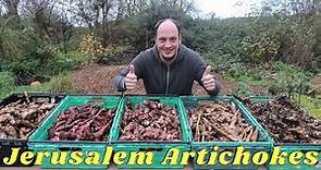 How to Harvest & Plant Jerusalem Artichokes (Sunchokes) 5 Varieties