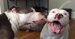 Funny Pitbull - Funny Dog Videos that Make You Burst Into Tears Laughing 😂
